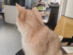 -琪喵猫屋·撸猫猫咖·猫舍