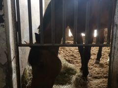 -月河湾马术俱乐部(朝阳店)