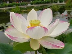 -莲花池公园
