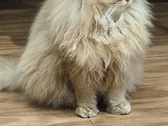 -MOCHA明星猫咖(田子坊店)