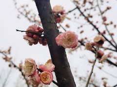 -上海滨江森林公园