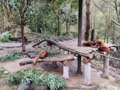 -都江堰中华大熊猫苑