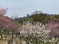 -无锡梅园公园