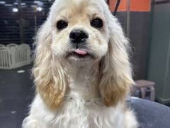 -宠宠熊宠物美容(星湖街店)