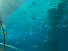 -北戴河圣蓝海洋公园