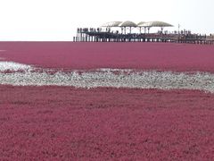 -红海滩国家风景廊道