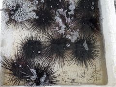 -霞涌市场海鲜摆卖区