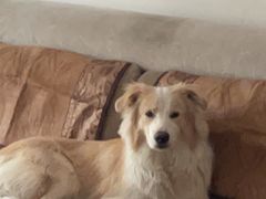 -翊宠yipet猫狗购宠庄园犬舍•猫舍