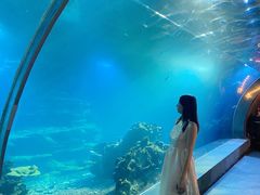 -涛·海底餐厅·美人鱼·自助餐·海底隧道(三亚海棠湾洲际度假酒店)