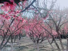 -永定河休闲森林公园