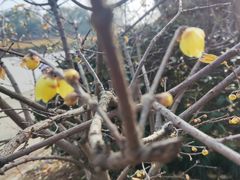 -无锡梅园公园
