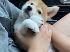 -翊宠yipet猫狗购宠庄园犬舍•猫舍