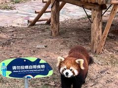 -灵玲国际马戏城