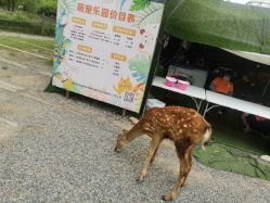 -前小桔亲子创意农场·草莓采摘·露营烧烤