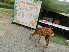 -前小桔亲子创意农场·草莓采摘·露营烧烤