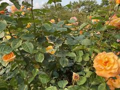 -人民公园(罗湖区)