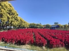 -广东花都香草世界旅游度假区