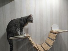 -宠爱国际动物医院·消化内科·心肾内科·ISFM猫友好(望京店)