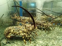 -Isla Sugbu Seafood City