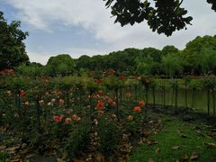 -上海鲜花港