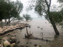 -宝安西湾红树林湿地公园