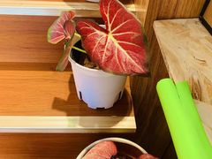 -Rabbit Cafe私房西餐甜点咖啡(栖霞路店)