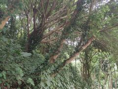 -三门江国家森林公园