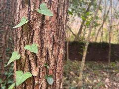 -西湖风景区-江洋畈生态公园