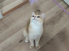 -伟伟宠物医院·CT影像中心·瑞派犬猫综合性门诊(汉口总院)