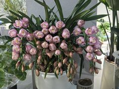 -靳晖金百合花艺GOLDENLILY(南院门店)