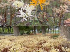 -白塘生态植物园