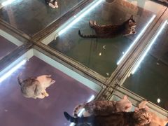 -极木²邸 人与宠物·互动社区
