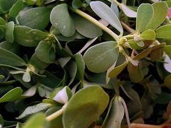 -马陆小张葡萄园农家乐