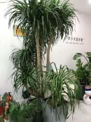 -久匠·野生眉半永久纹眉