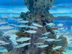 -芜湖新华联大白鲸海洋公园
