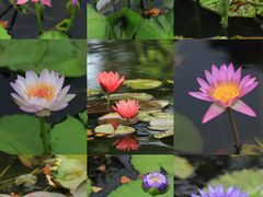 -国家植物园