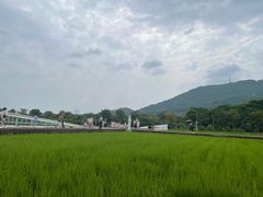 -艾米稻香小镇