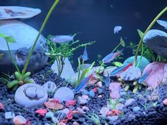 -青石桥花鸟鱼虫市场(叠翠城店)