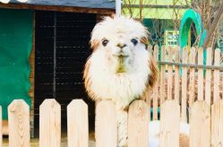 -萌宠亲子动物乐园(槐房万达店)