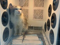 -叮叮猫咪生活馆