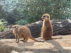 -沈阳森林动物园