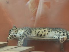-青藏高原野生动物园