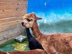 -栾川竹海野生动物园