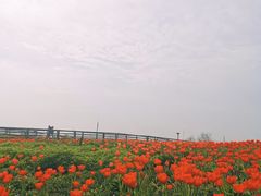 -大塘金香草谷