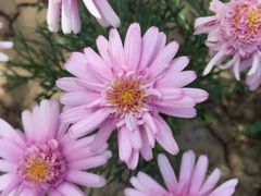 景点-武清南湖绿博园