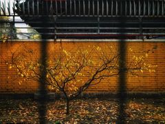 -三里屯东五街银杏大道