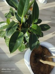 -HEYAN荷妍专业脱毛连锁机构