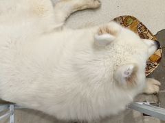 -共舞时光猫咖·狗咖(新街口店)