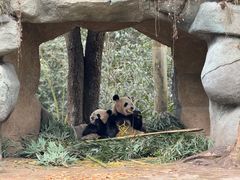 -中国大熊猫保护研究中心雅安碧峰峡基地