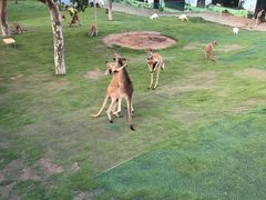 -西霞口神雕山野生动物世界